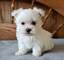 Preciosos cachorros lulu bichon maltesa regalo njdn ahora // - Foto 1