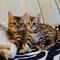 Preciosos gatitos Bengala a la regalo listos para su entrega i/// - Foto 1