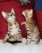 Preciosos gatitos bengala a la regalo listos para su entrega /vc - Foto 1