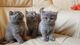 Preciosos gatitos Britanico de perlo corto de padres y abuelos d/ - Foto 1