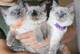 Pura raza RAGDOLL Tenemos nueva camada gatitos de pura raza RAGDO - Foto 1