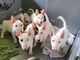 Qualidad bullterrier cachorros para regalo ahora fgg