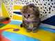 RAGDOLLI GATITOS Preciosos gatitos a la regalo listos para su e - Foto 1