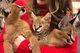 Regalo adorable gatitos savannah de pelo corto (+491783787860)