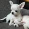 Regalo Adorables Chihuahuas +34 632088976 - Foto 1