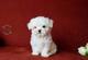 Regalo BICHON MALTES +34 632088976 - Foto 1