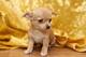 Regalo Cachorros de Pomerania Hembra Toy +34 632088976 - Foto 1