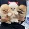 Regalo cachorros de pomerania toy +34 632088976