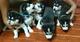 Regalo camada de cachorros Husky Siberiano hembra y macho - Foto 1