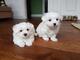 Regalo Mini Toy Cachorros Bichon Maltes para su adopcion jjilll - Foto 1