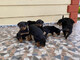Regalo rottweilers