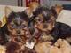 Regalo Yorkshire Terrier hembras y machos +34 632088976 - Foto 1
