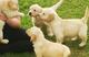 ROOY Cachorros Golden Retriever (+34-620-049-611) - Foto 1
