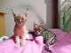 Savannah gatitos serval y caracal de 4 semanas de edad - Foto 2