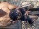 Se venden rottweiler - Foto 1