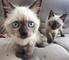 SIAMESE GATITOS Está disponible nueva camada de pura raza gatit - Foto 1