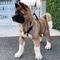 Tenemos dos hermosos cachorros Akita - Foto 1