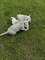Terrier del oeste - UN CACHORRO - Foto 5
