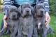 Vbdfg Cachorros gran danes para adopcion Hay dos cachorros - Foto 1