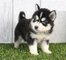 Vendo adorables cachorros de husky siberiano macho y hembra - Foto 1