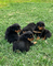 Venta cachorros rottweiler machos y - Foto 1