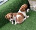 Venta de cachorros jack russell terrier hembras