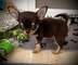 6Chihuahua Cachorros toy - Foto 1