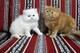 Adoptar gatitos persas,[ muy bonitos, sus padres estan testadoshf