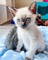 Adoptar Siamese gatitos para adopcion ahor - Foto 1