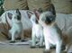 Adoptar Siamese gatitos para adopcion ahor - Foto 2