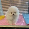 Adorable Super Playful Pomeranian Puppies needs a home - Foto 1