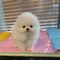 Adorable super playful pomeranian puppies needs a home