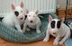 Adorables cachorros de bullterrier para adopcion ./ - Foto 1
