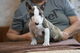 Adorables cachorros de bullterrier para adopcion ./ - Foto 2