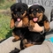 Adorables cachorros rottweiler - Foto 1