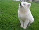 Adorables y lindas cachorros de samoyedo