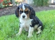 Akc macho y hembra cavalier king charles spaniel