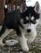 B// Cachorros de Siberiano husky dis para adopcion - Foto 2