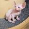 Bebé gatitos sphynx disponible para adopcion /lk/