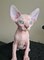 Bebé gatitos sphynx disponible para adopcion /lk/ - Foto 3
