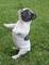 Bulldog francés hembra blanco y negro // - Foto 1