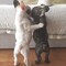 Bulldog francés hembra blanco y negro cachorros para regalo cv// - Foto 2