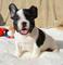 Bulldog francés hembra blanco y negro cachorros para regalo cv// - Foto 3