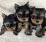 Bvx regalo mini toy yorkshire cachorros