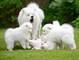 C// cachorros samoyedos para regalo/. nn/