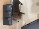 Cachorra labrador chocolate de 6 meses