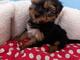 Cachorritos yorkshire terrier toy regalo / fr///