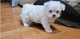 //Cachorros Bichon maltesa de calidad disponibles ahora kj//// - Foto 1