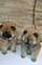 Cachorros chow chow con documentación completa - Foto 4