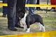 Cachorros de bulldog francés, nueva camada - Foto 9